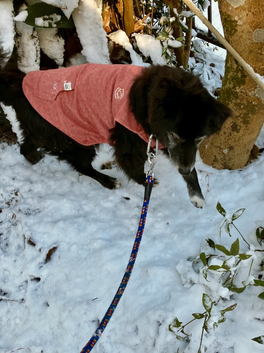 SQ.3月号に掲載中の153話では雪遊びする犬達の話を描きましたが、私の住む地でも超珍しく雪が積もりました。ちょっとタイムリーですね。
我が家の愛犬レオンはもう年なのであまり喜び庭駆け回ったりはしない様子です。
雪の中お散歩するレオンと雪についた足跡をどうぞ。 