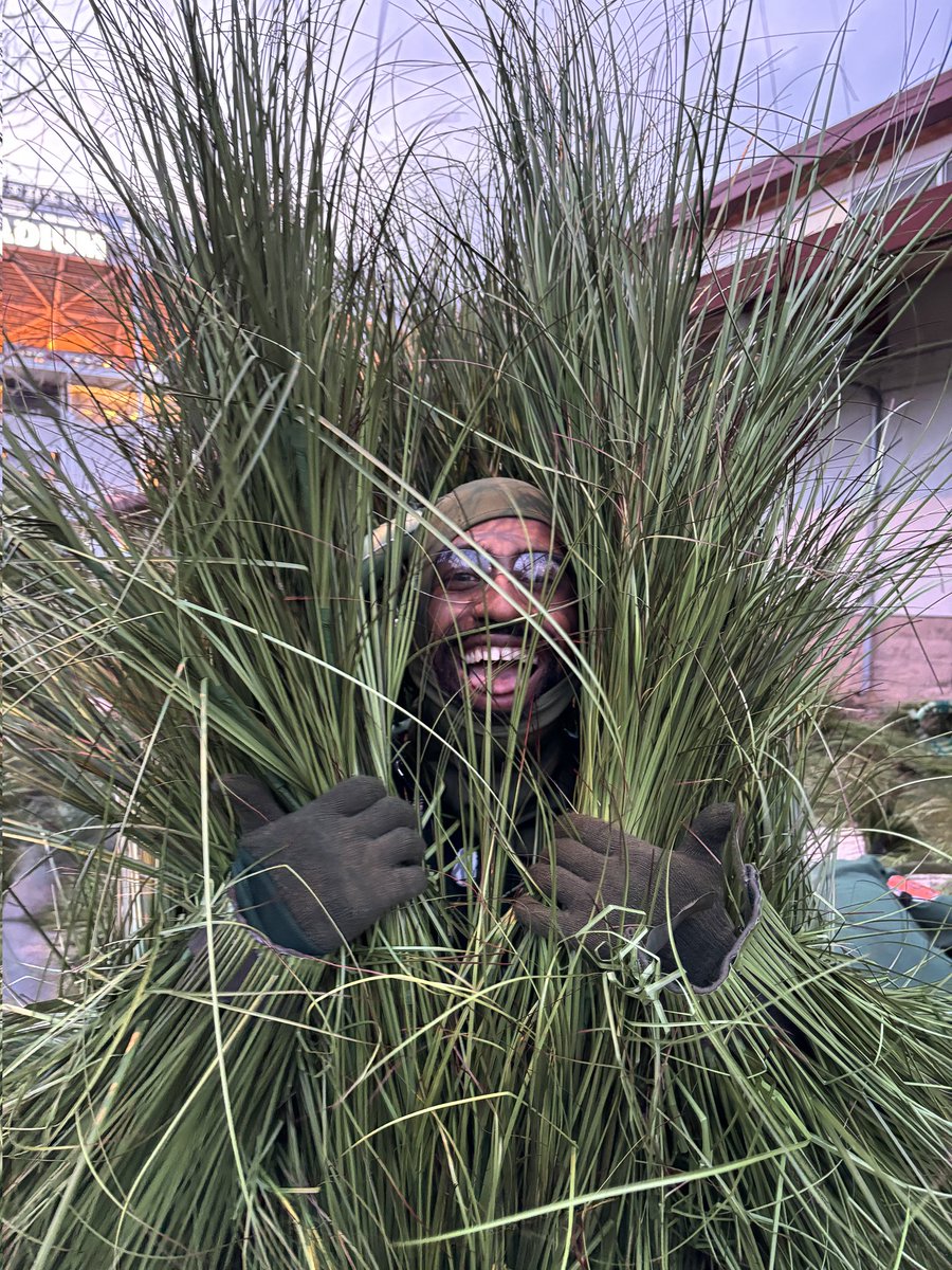 AndrewAthias's tweet image. I can FINALLY let the cat out of the bag....or the grass

I flew all the way from Philly to be grass in the Bad Bunny halftime show 🌿

AMA