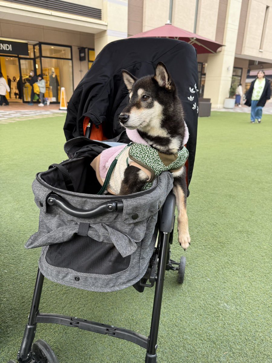 茨城県 迷子犬 とろろ(仮) tweet media