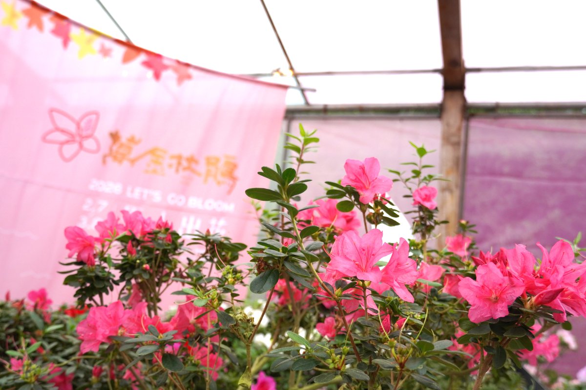 NewTaipeiGov's tweet photo. Over 100,000 azaleas are blooming across #Wanli and #Jinshan, drawing flower lovers every year. This season features an #Azalea Art Museum and newly introduced varieties now in full bloom. 
On view until March 8. Let’s Go Bloom!🌺🌺🌺
#WanJinAzalea #NewTaipei https://t.co/M8QFf5Fzxq