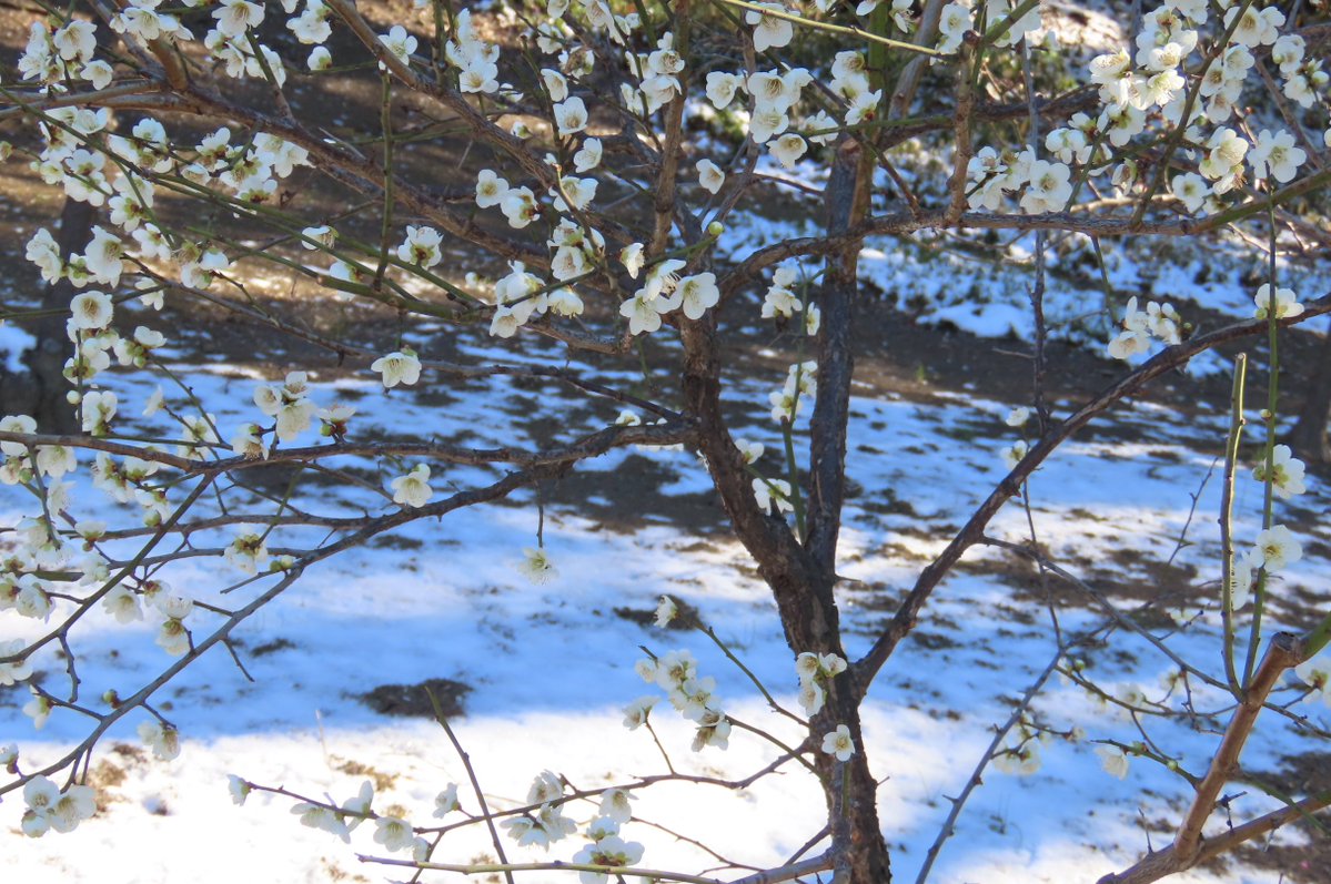 KorakuenGarden's tweet image. 梅林の開花状況は7割となりました。雪解けの今朝は特に匂い立つ美しい香りが、ぐっと間近に感じられるようです。
こちらはウメの女王と呼ばれる八重大輪の #見驚 と雪化粧した #月影。
どうぞ様々な品種の形や色、香りなどをごゆっくりとお楽しみください。
#小石川後楽園   #日本庭園 #文京区 #梅林
