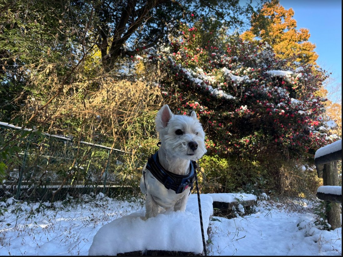 nykcyan's tweet photo. 2026年2月9日 昨日の雪が残る公園を歩いてきました。 https://t.co/Yyw2RlOz0x