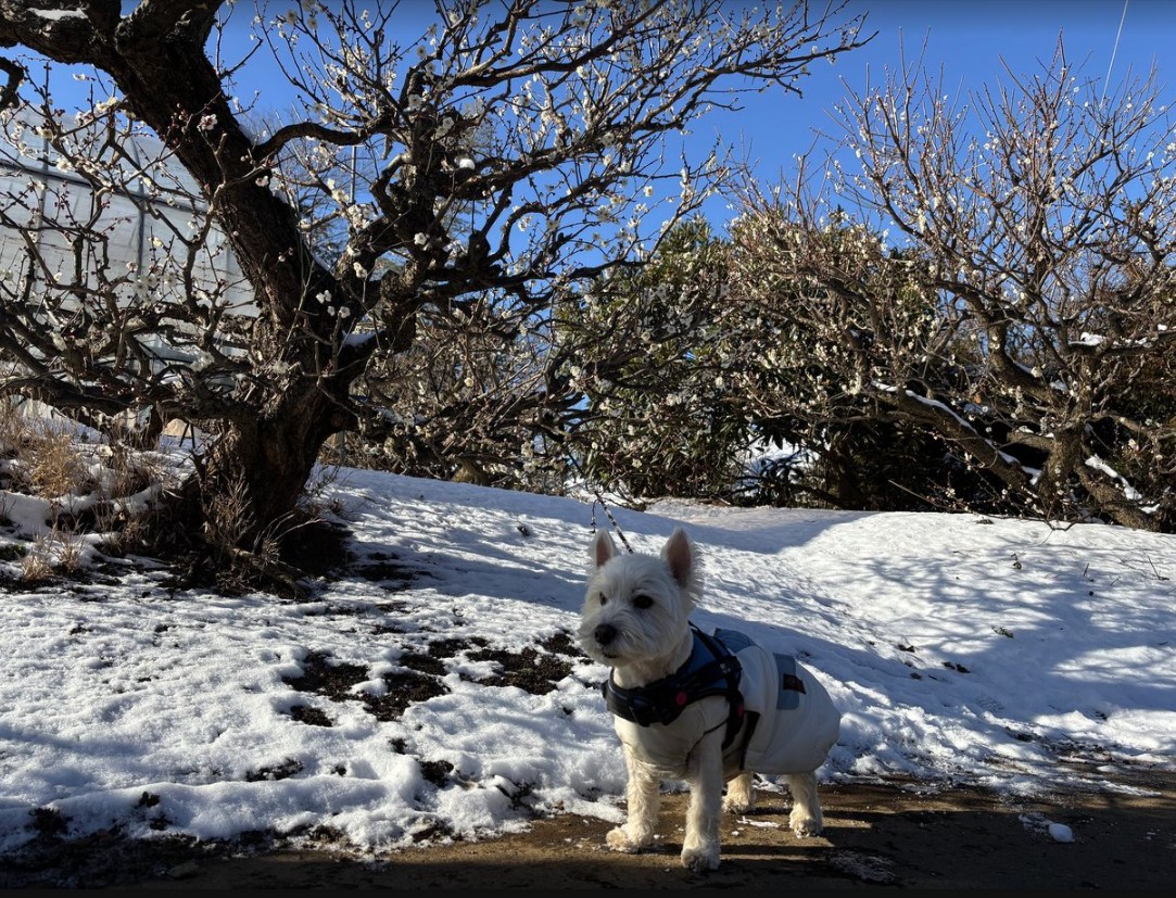 nykcyan's tweet photo. 2026年2月9日 昨日の雪が残る公園を歩いてきました。 https://t.co/Yyw2RlOz0x
