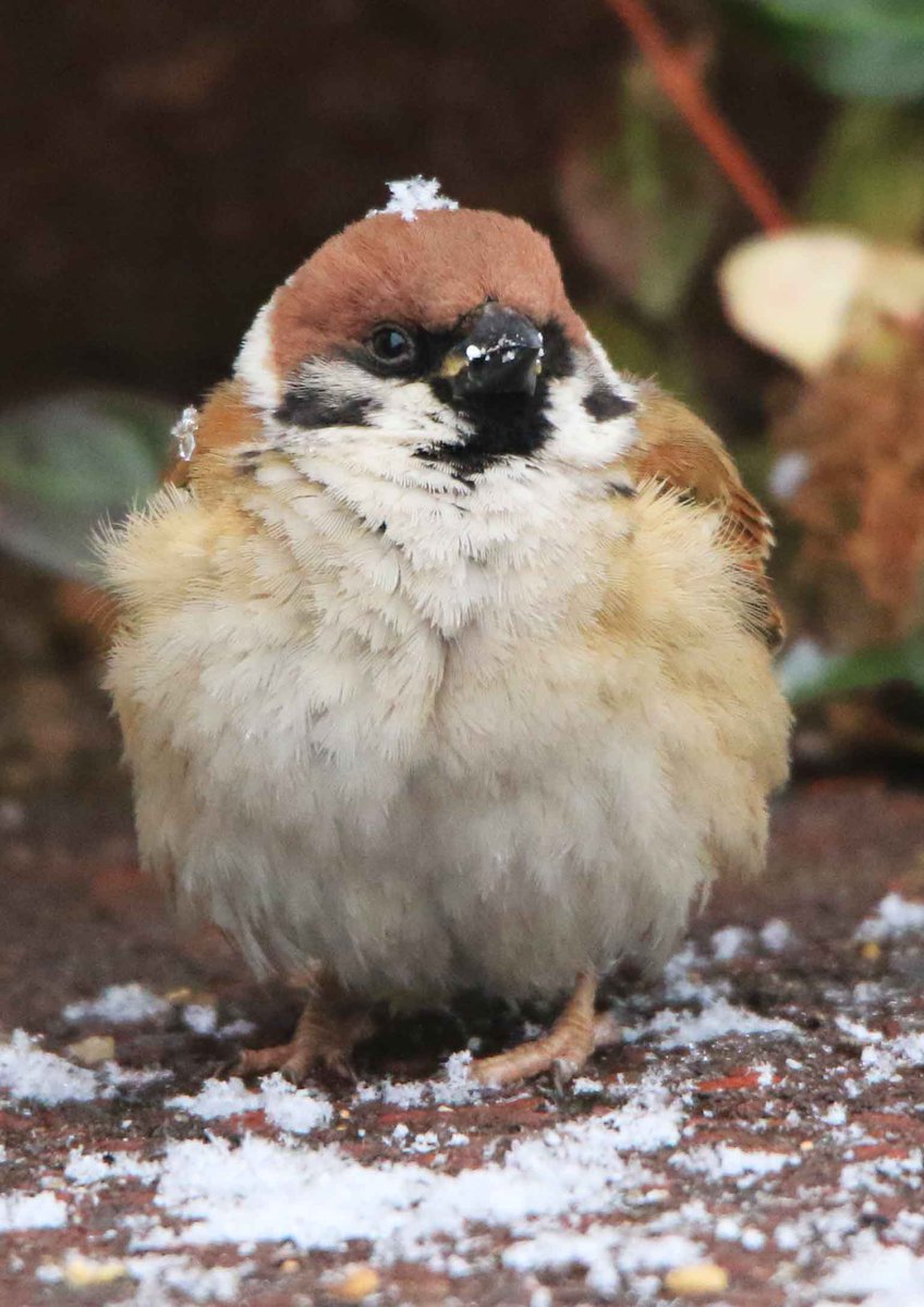 hiroshisj's tweet photo. 空を見上げてたたずむスズメ。頭に雪が乗っています(｡･ө･｡) https://t.co/sBW3RaCHeN