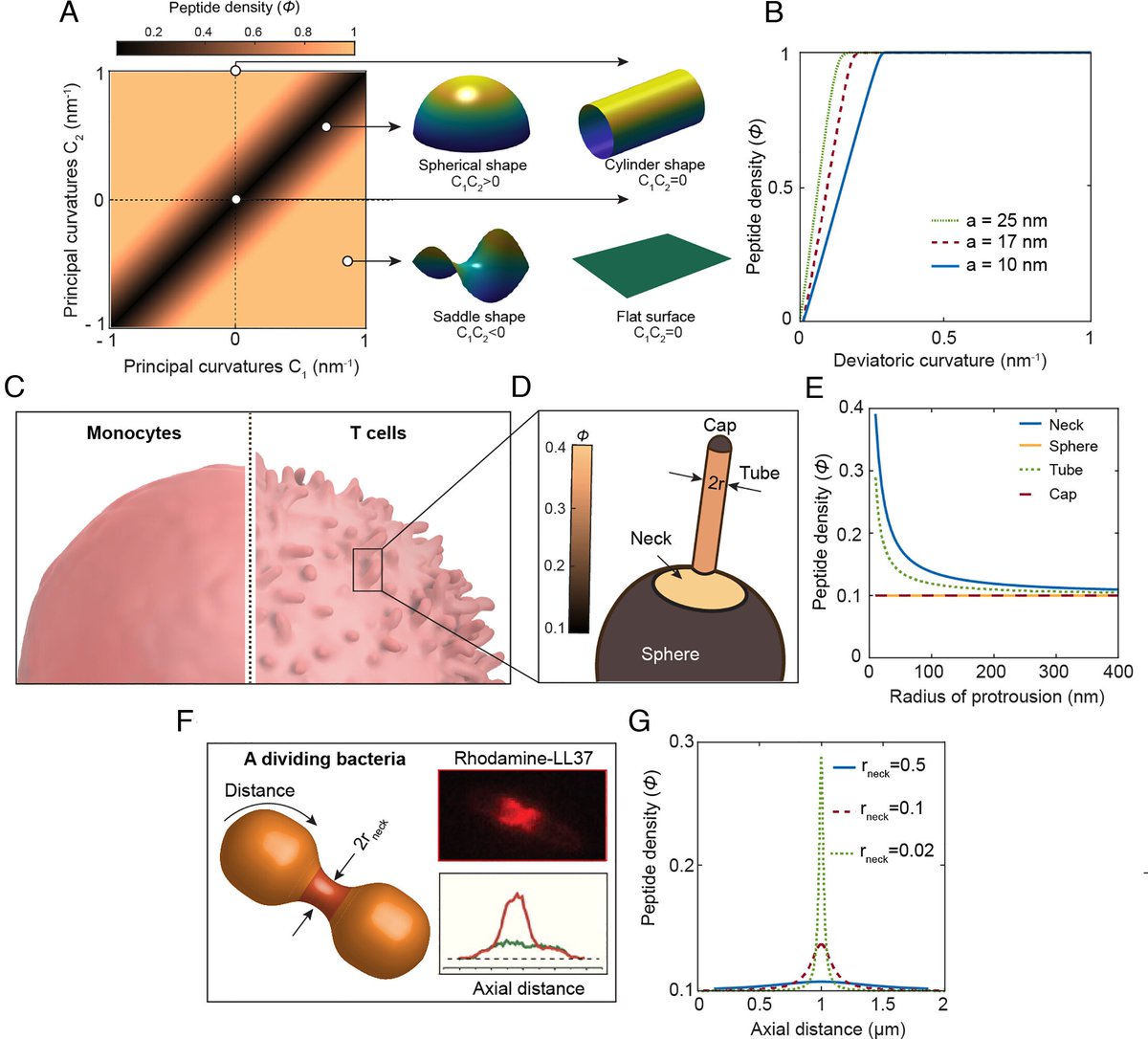 evelio_prieto's tweet photo. 🟥"Immune cell populations are dysregulated in Covid19 for currently unknown reasons: Plasmacytoid dendritic cell populations are reduced, thus hampering antiviral responses. CD8+ T cell populations are reduced, the level of which has emerged as an index of disease severity".
@fitterhappierAJ 
https://t.co/K2t124AL58