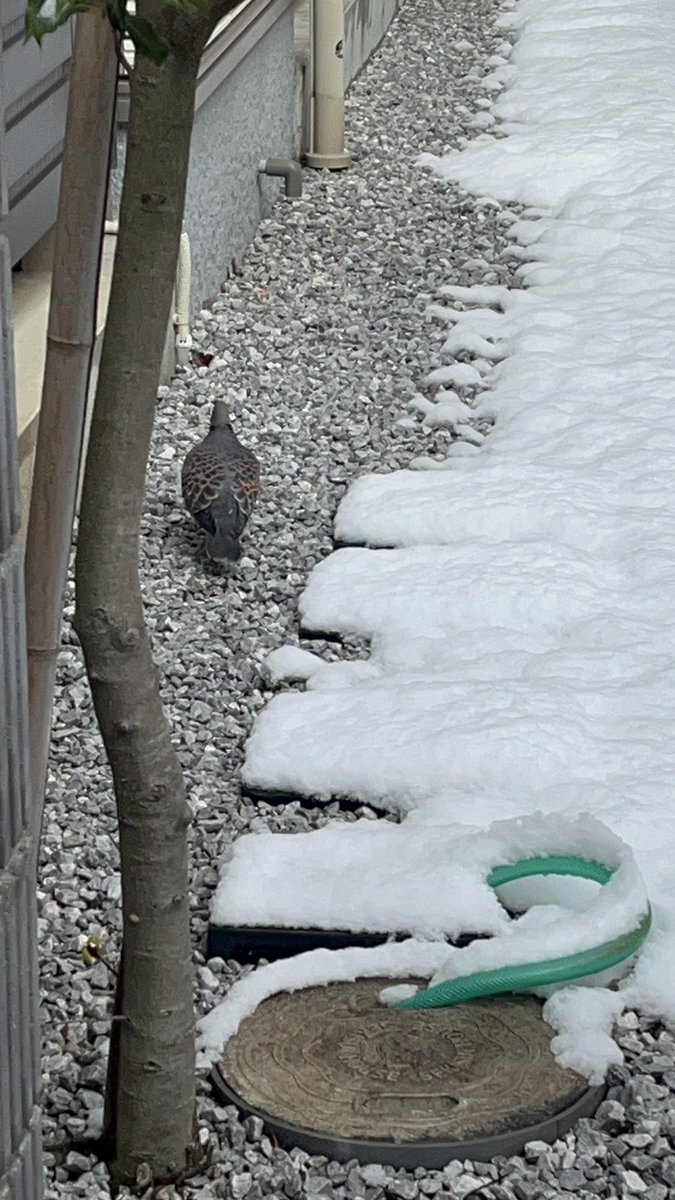 吉祥寺WARPありがとうございました。
いつか死ぬ時走馬灯プレイリストにINするであろう夜でした、心からのデカありがとう！

もらったお土産が知らないうちに鞄の中で暴走してたっぽい
やっぱり北海道だから活きがいいですねブチギレ5秒前(己への怒りです)