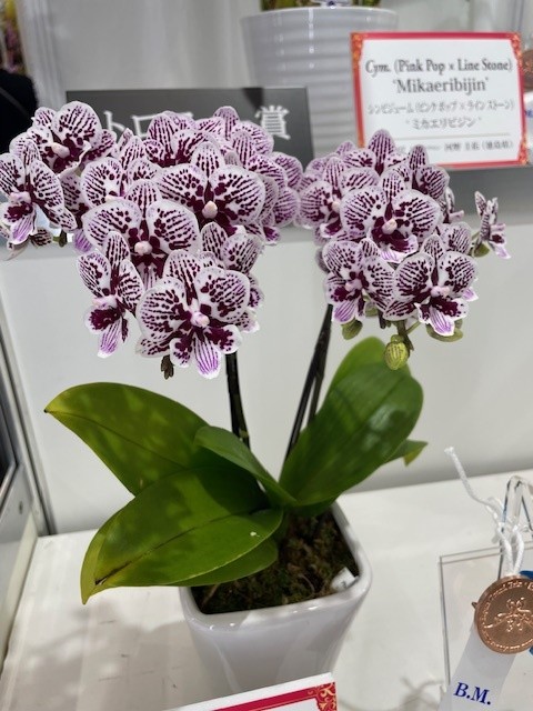 【公式】世界らん展-花と緑の祭典- tweet media