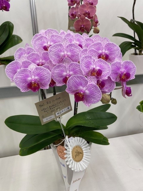 【公式】世界らん展-花と緑の祭典- tweet media