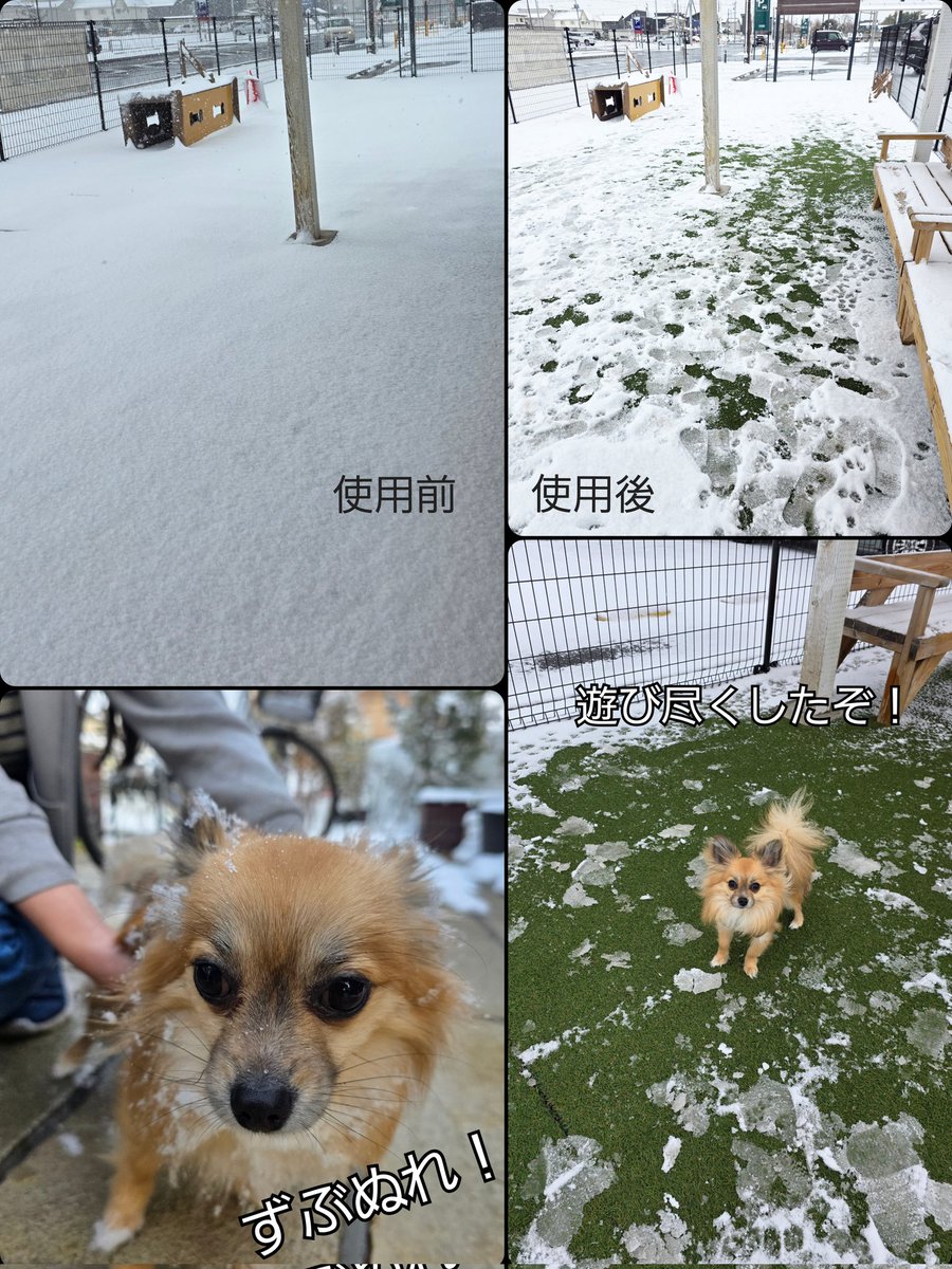 初めての雪をドッグランで満喫してきた犬。
