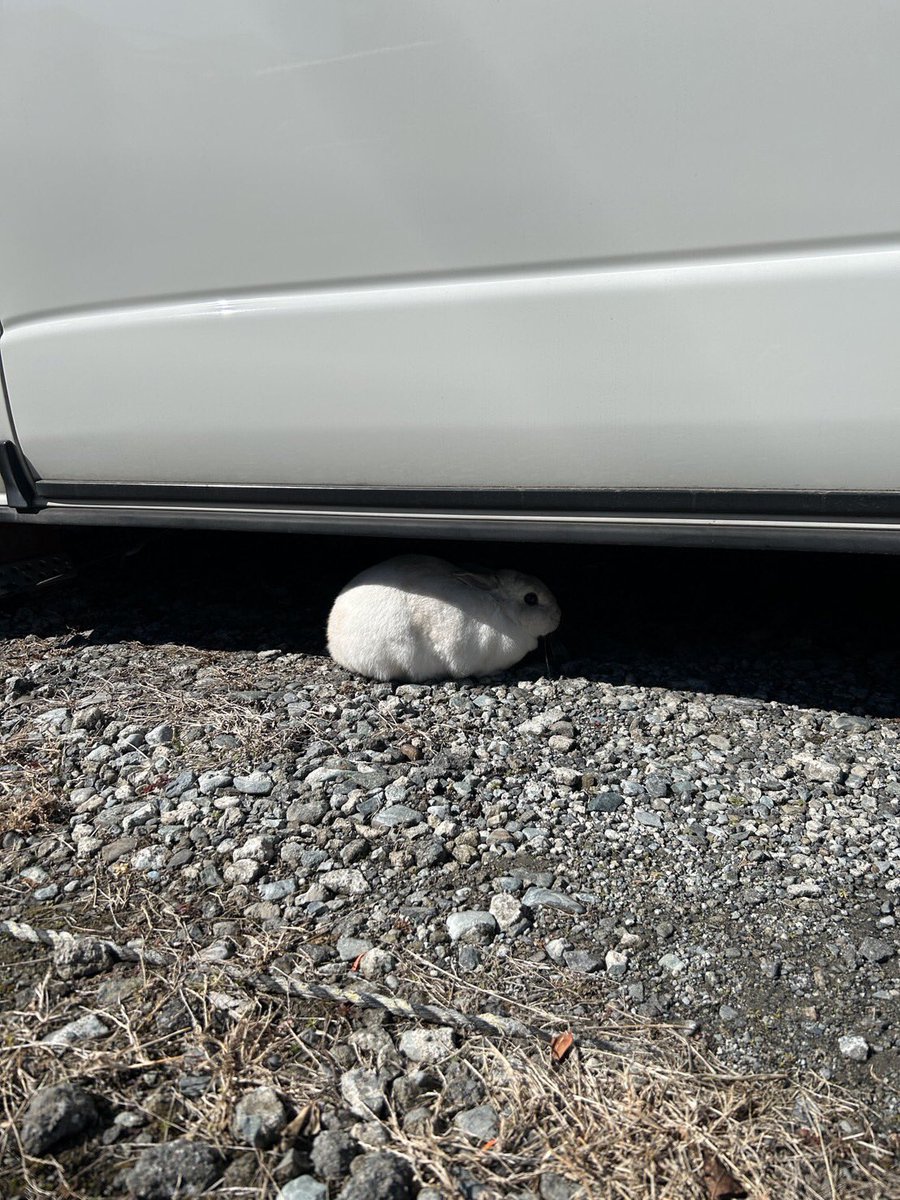 秦野市東田原でうさぎ🐇がいます。
近所の方に聞きましたが、１週間ほどいるみたい。
何度も捕まえようといたけど出来なかったと。
お家から出てしまったのでは？
お心当たりの方いらっしいますか？