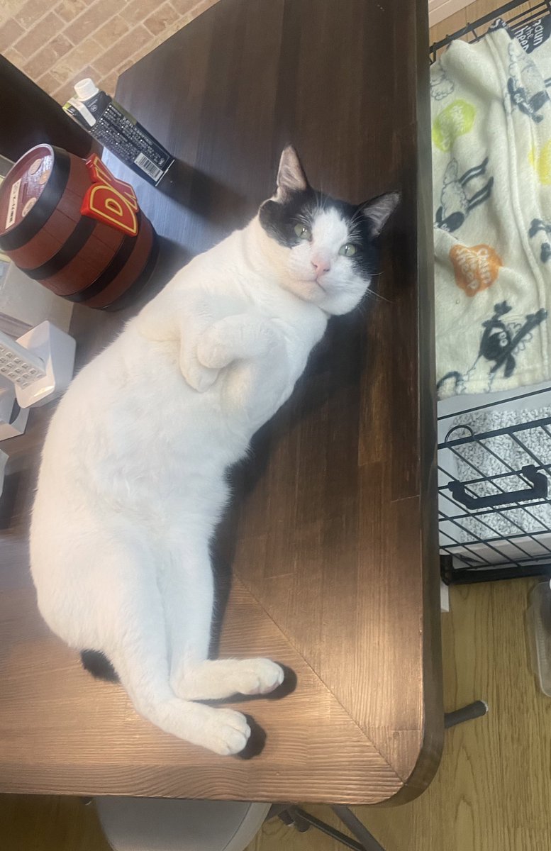 YOLOFUKUI's tweet photo. 職場にいるだけ��癒される存在です💕
新人(猫)のまったり写真〜
雪も今日で一旦落ち着いたかな...?
雪かきで腰をやっちゃいましたが頑張ります！笑

#福井　#障害福祉 https://t.co/i6rHXLFxCc