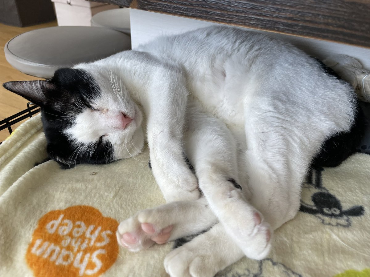 YOLOFUKUI's tweet photo. 職場にいるだけ��癒される存在です💕
新人(猫)のまったり写真〜
雪も今日で一旦落ち着いたかな...?
雪かきで腰をやっちゃいましたが頑張ります！笑

#福井　#障害福祉 https://t.co/i6rHXLFxCc