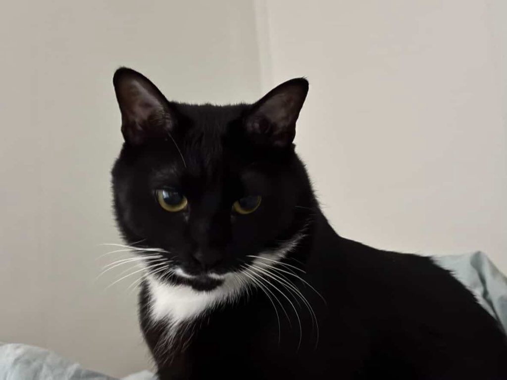 우리집고양이귀여워우리집고양이츄르를좋아해우리집고양이
돼지야