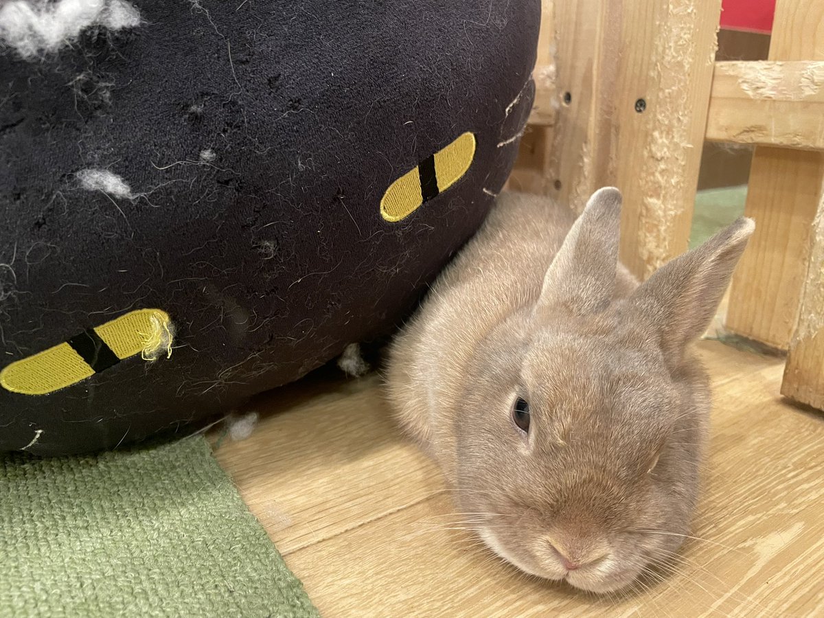 本日12時～オープンいたしました🐰🥕

ネコクッションに挟まれて過ごすのが大好きなマルちゃん^ .  ̫ . ^
ネコちゃんがボロボロなのは、マルちゃんからの愛情です笑
本日も皆様のご来店お待ちしております。

長谷川

moff-rell.com/ja/
 #うさぎ #うさぎカフェ #秋葉原