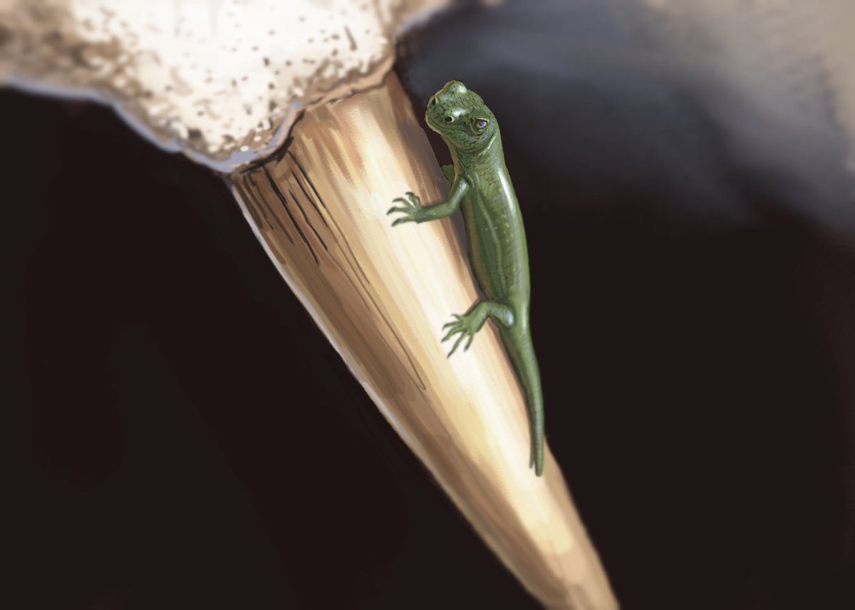 Results from the #paleostream! 
Borealopelta, Haolong, Moschorhinus and Sauropia