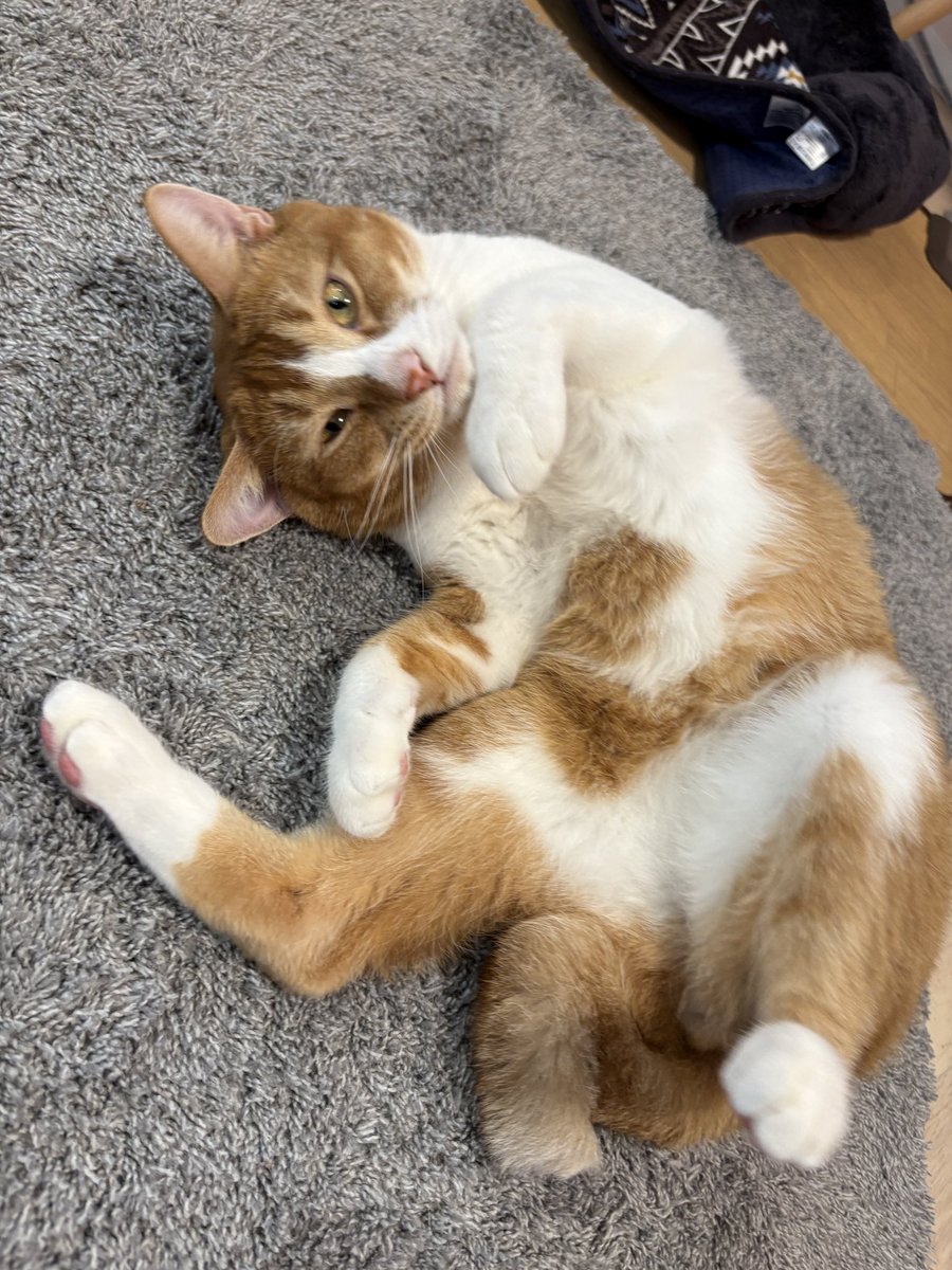 最近甘えん坊なシューくん🐕