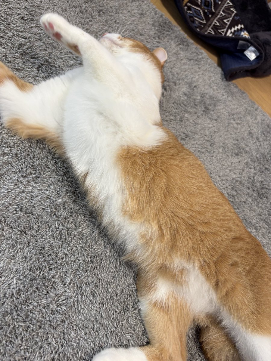 最近甘えん坊なシューくん🐕