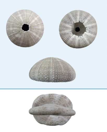 タコノマクラの画像一気に入れいたら重なってなんか顔みたいになった