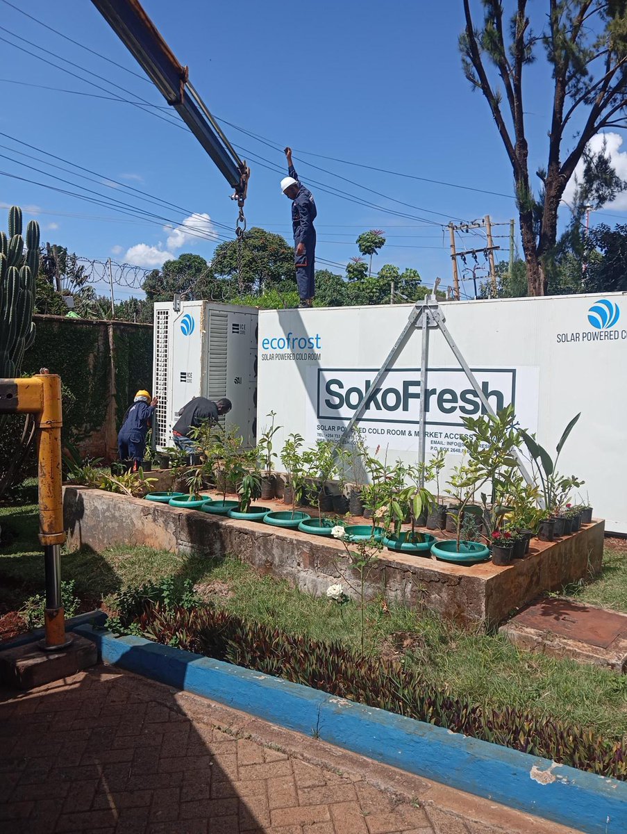 SokoFresh™ tweet media