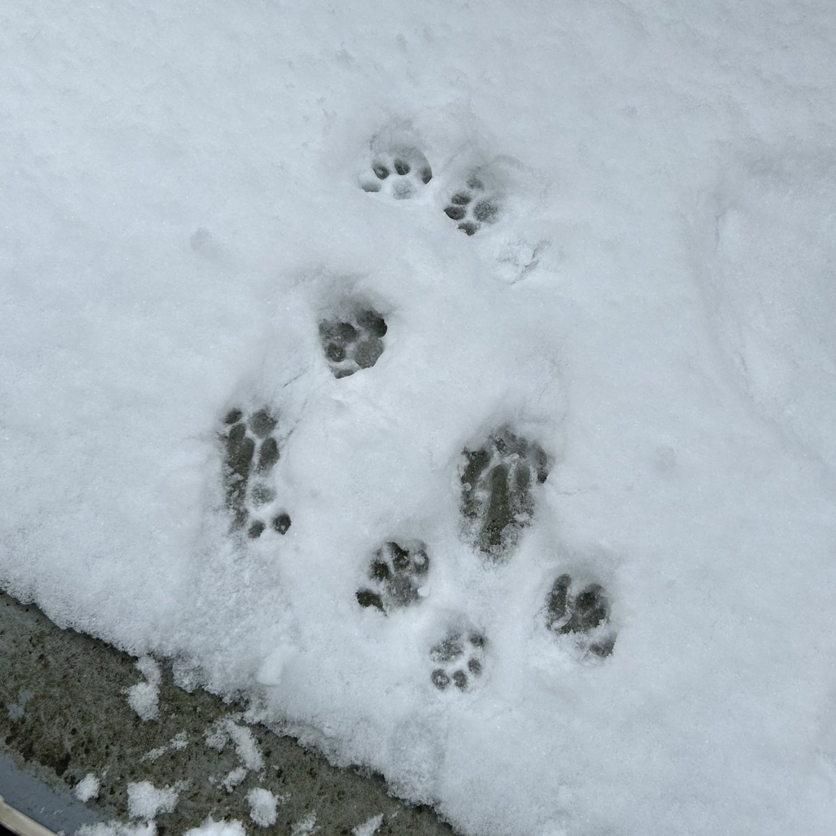 これはﾈｺﾁｬﾝに初めて雪を体験させたら3歩くらいで帰ってきた痕跡