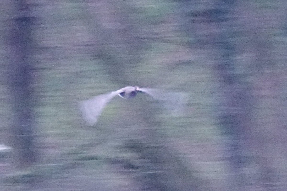 Stuart's birding tweet media