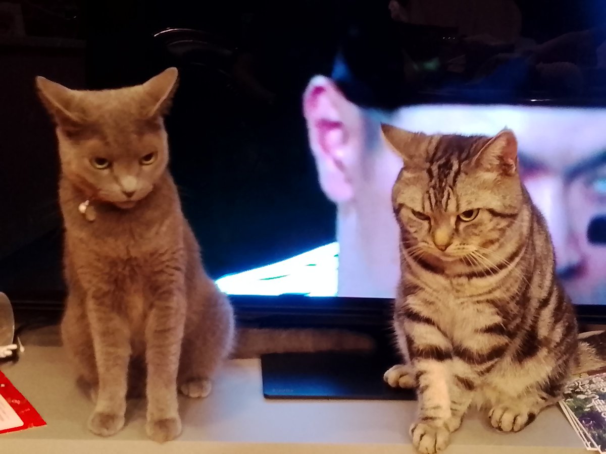 アメリカンショートヘア