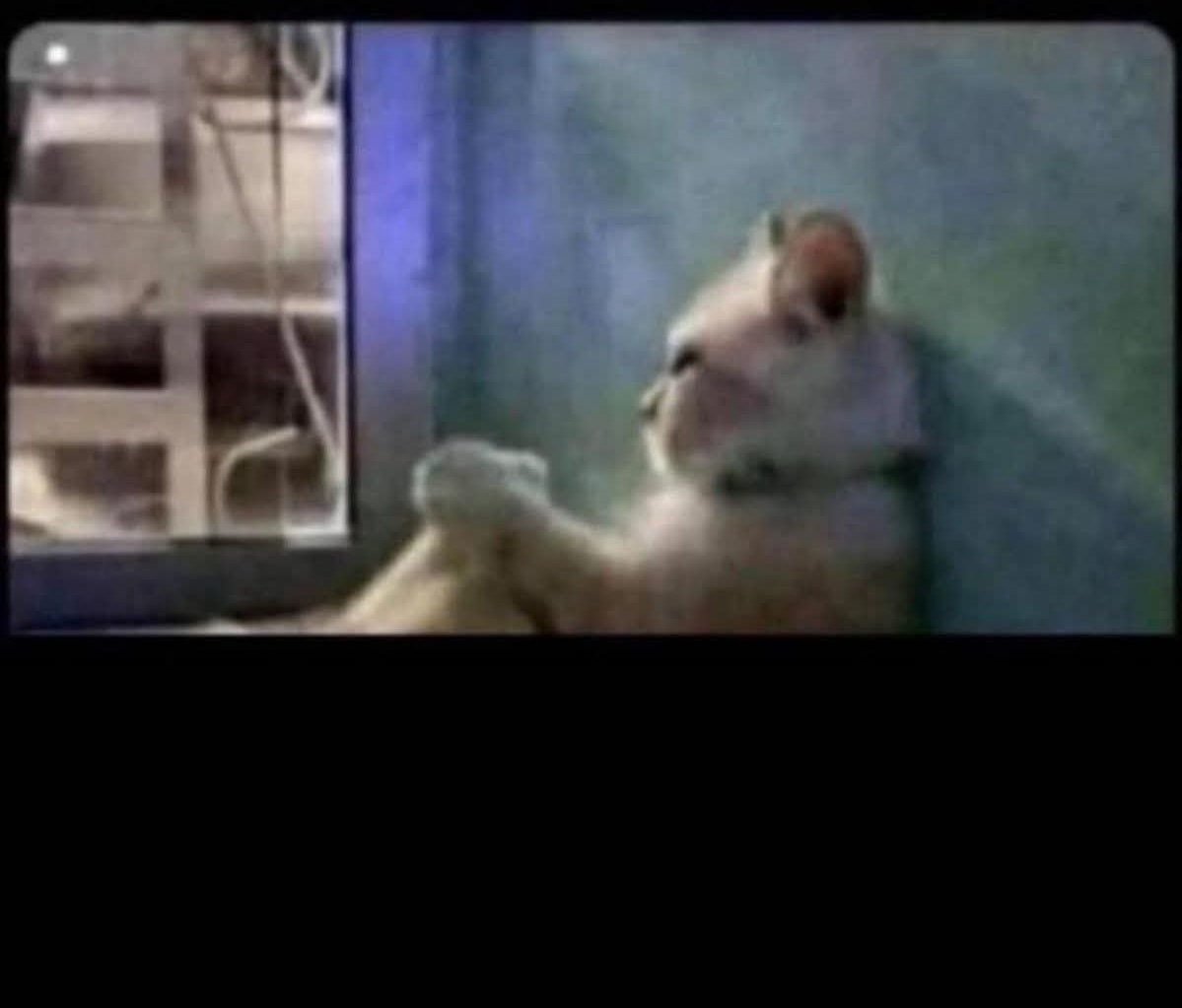 memeative's tweet image. I dreamt I had a baby (without having a wife). The baby takes me to school. 

The school was our kitchen, and my classroom teacher had no head. 

Dreams are so weird 😭💔