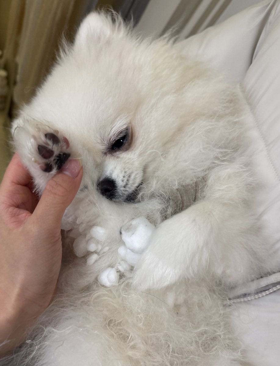 もも・なな💐ポメポメ (@pome_momonana) / Posts / X