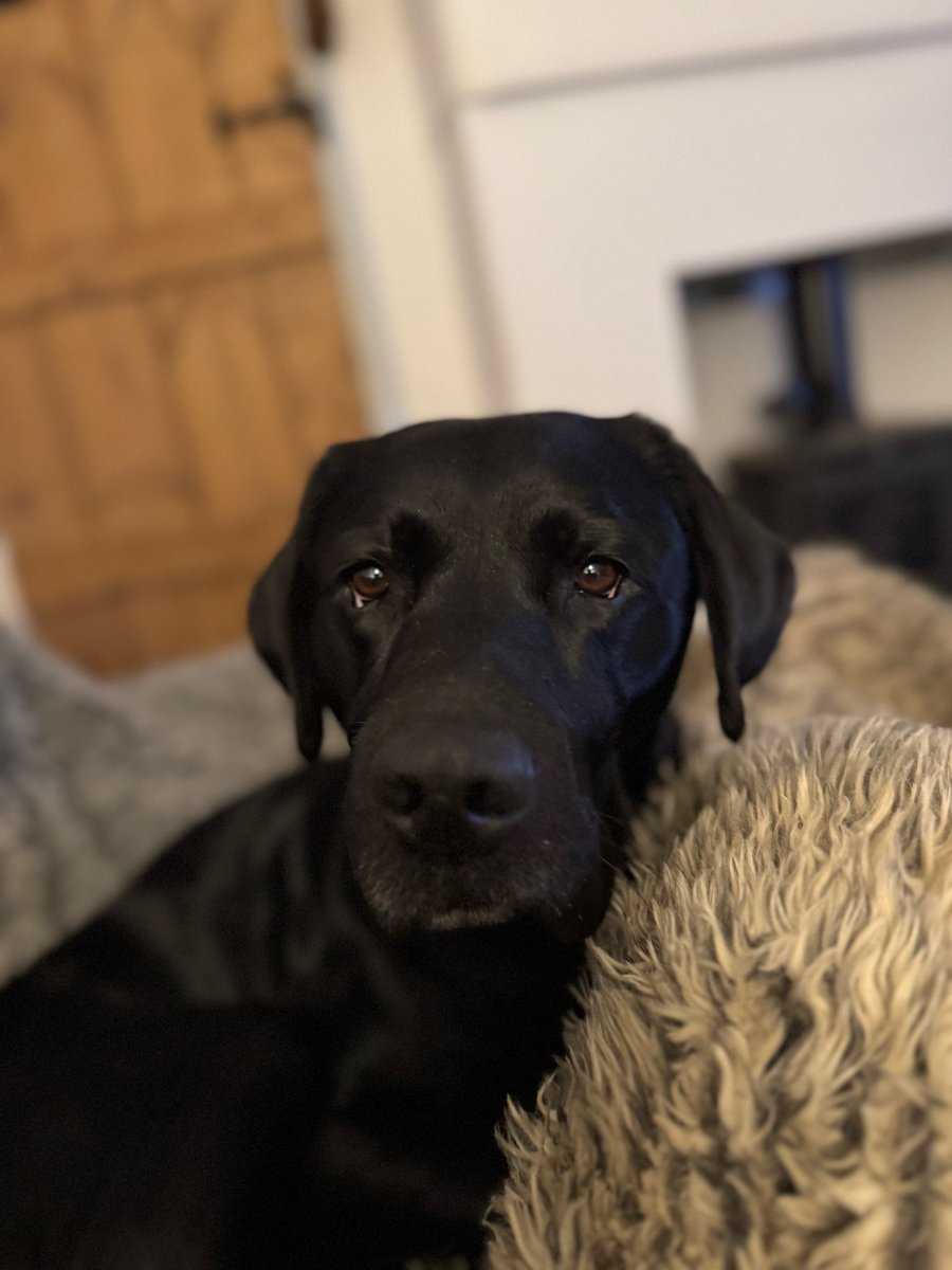 ToraTheExplore1's tweet image. @bill_da_dog HM do say youz might need some xtra gibbons today #Torasteamtrain🚂