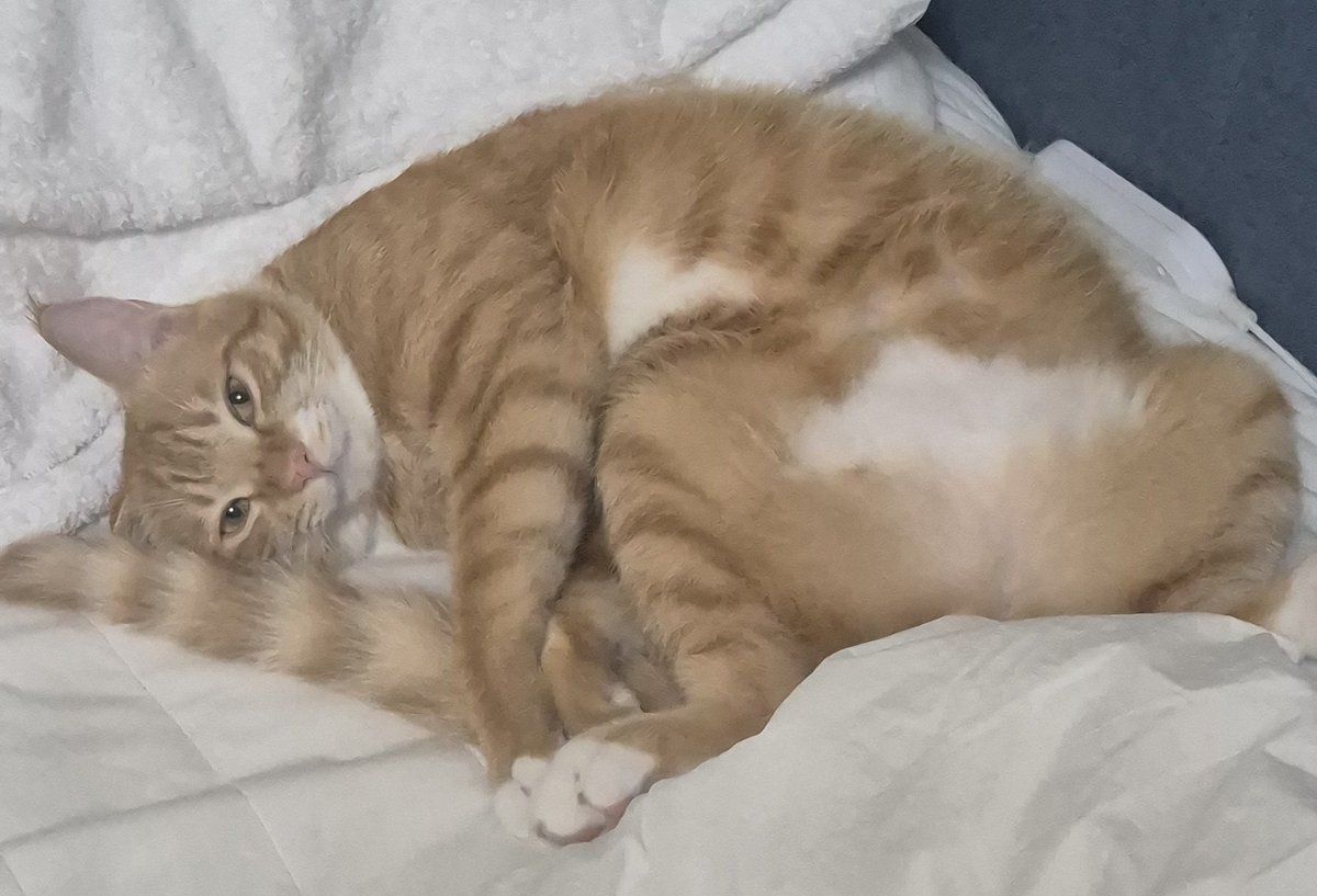 고양이 신체 마음대로그려도되는이유