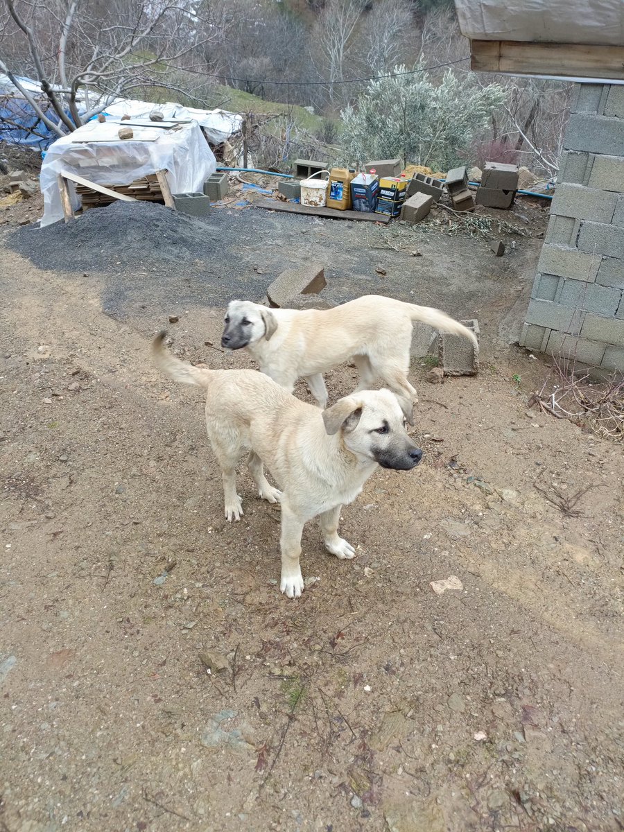 Kitmir ile Kral diğerleri mülakatta kaldılar. Boncuk ta yakında emekli olup görevi devredecek.