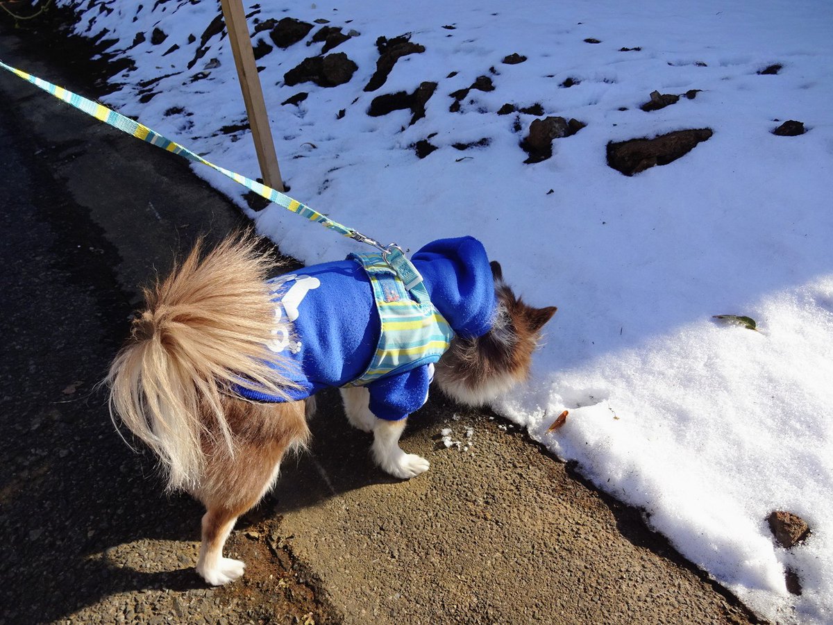 夕方のお散歩にて。
あまり日が当たらないところでは、まだ昨日の雪が残ってました😆💕