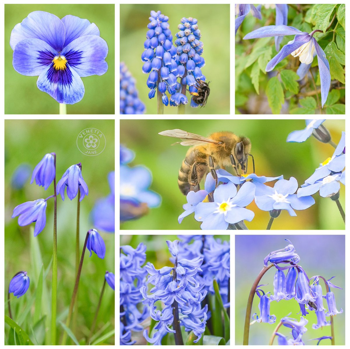 VenetiaJane's Garden tweet media