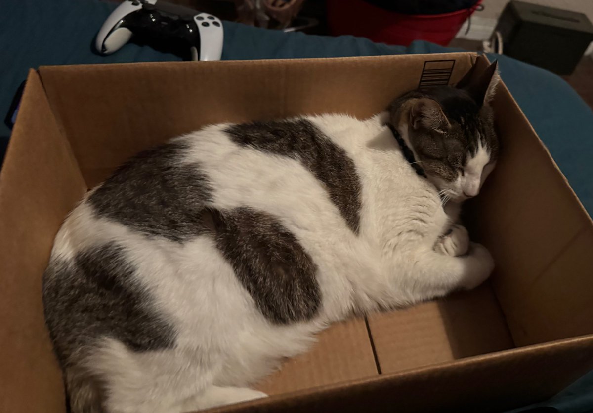 allydredd's tweet image. Cow fell asleep in the box