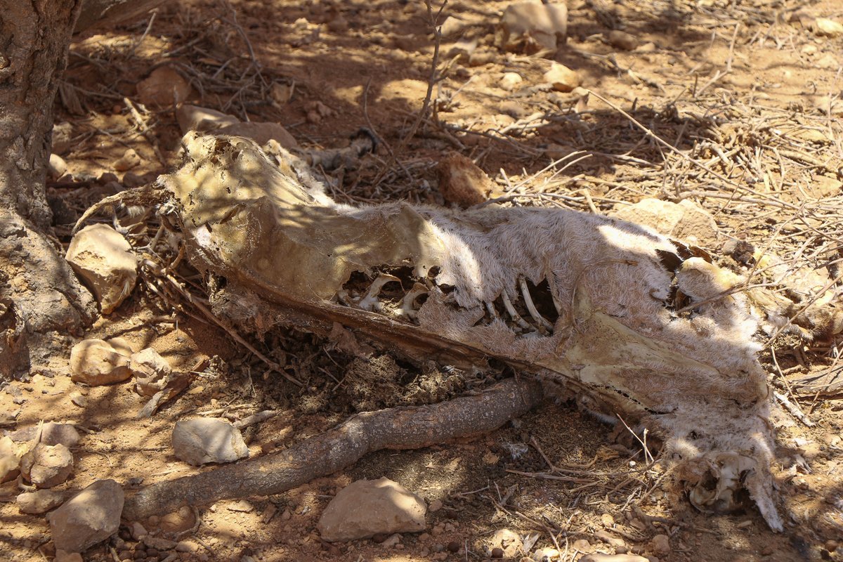 NRC East & Southern Africa tweet media