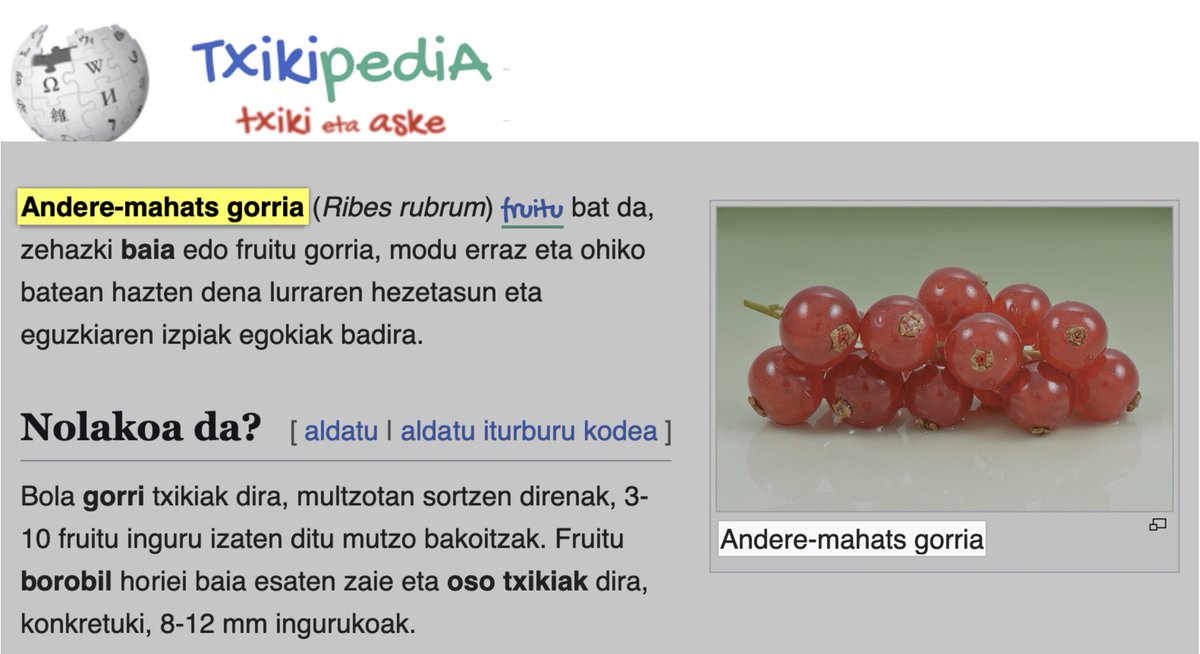 𝗔𝗡𝗗𝗘𝗥𝗘 𝗠𝗔𝗛𝗔𝗧𝗦 𝗚𝗢𝗥𝗥𝗜𝗔:
Fruitutzat mahatsaren antzeko ale gorri garratzak ematen dituen zuhaixka (𝘙𝘪𝘣𝘦𝘴 𝘳𝘶𝘣𝘳𝘶𝘮)