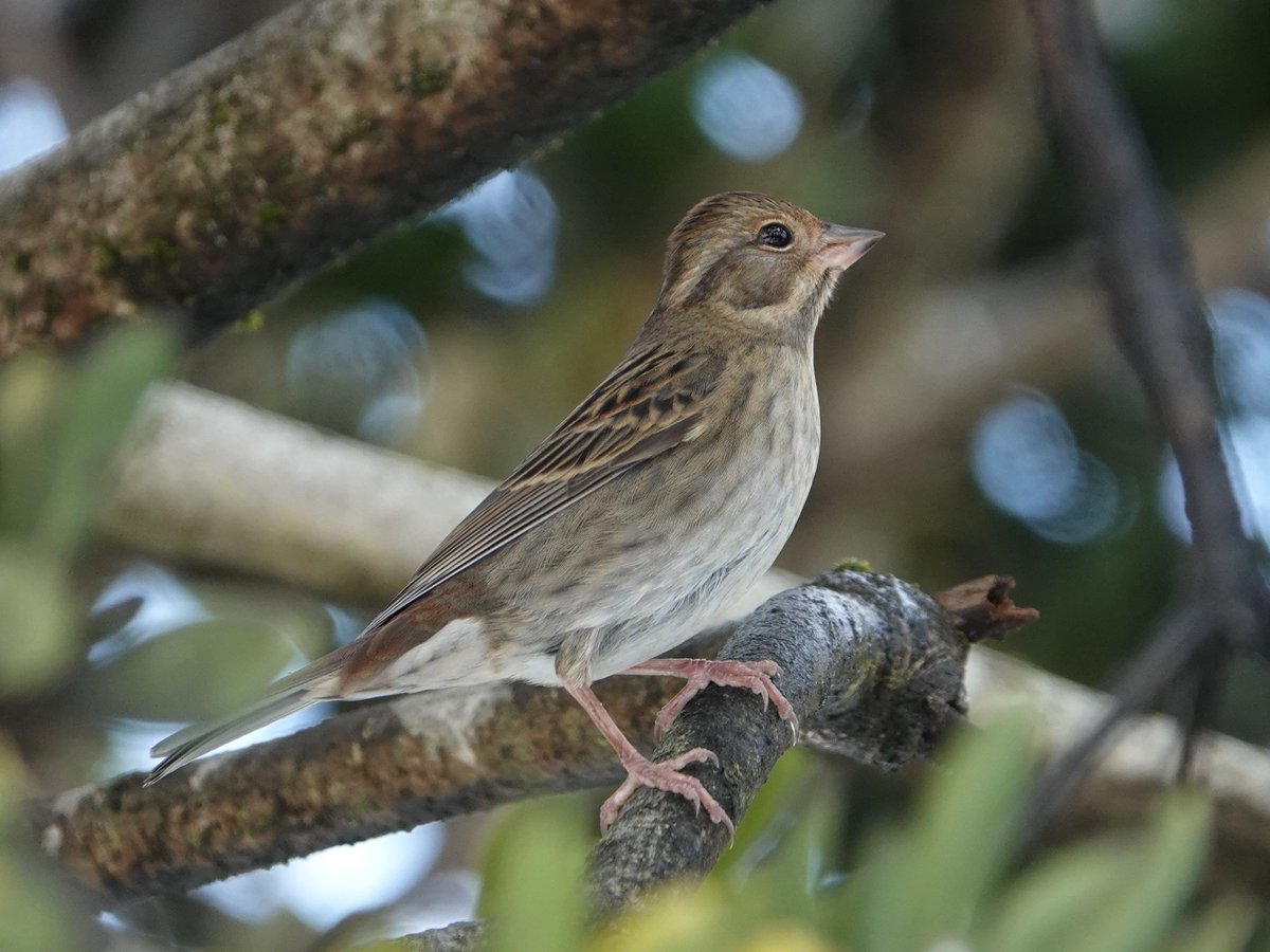 クロジのお嬢さんです　
#クロジ　
#野鳥