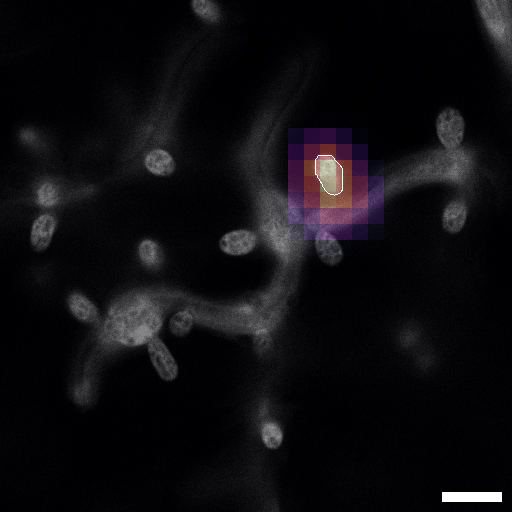 Edouard Evangelisti tweet media