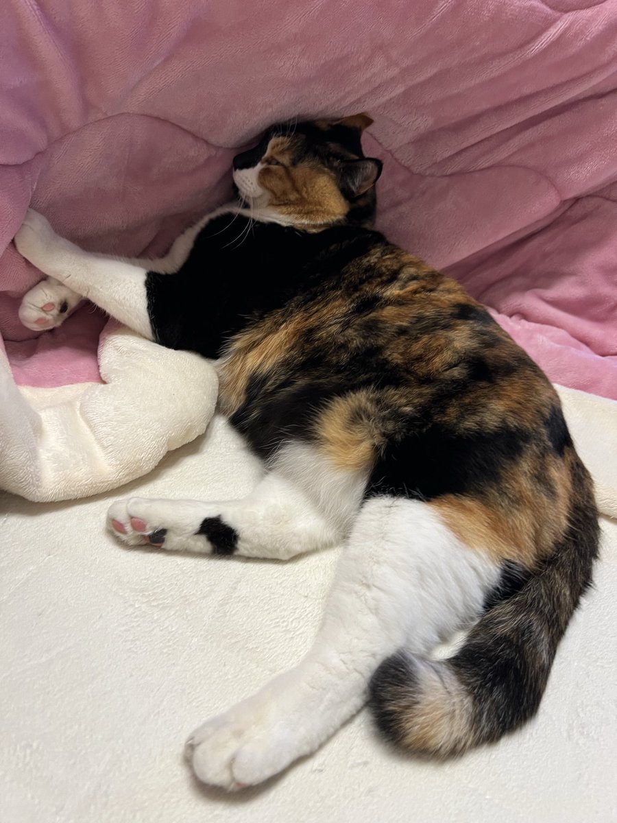 三毛猫はなこ (@hanako20180721) / Posts / X