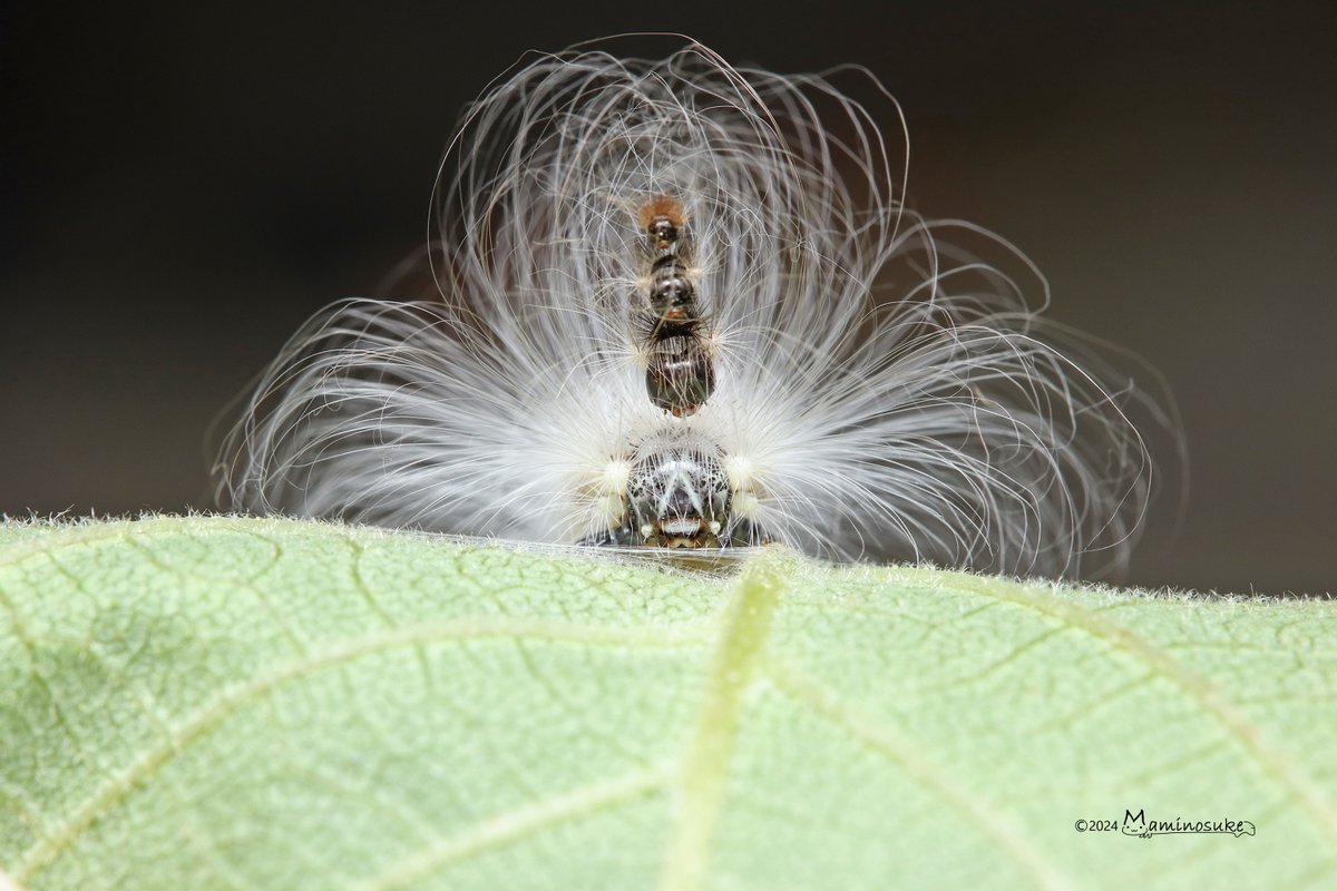 まみのすけ🐛 (@montachun) / Posts / X