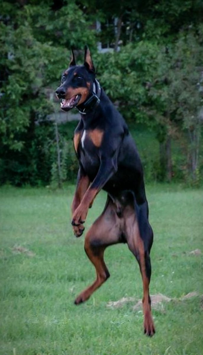 yeosang as doberman👻 tweet media