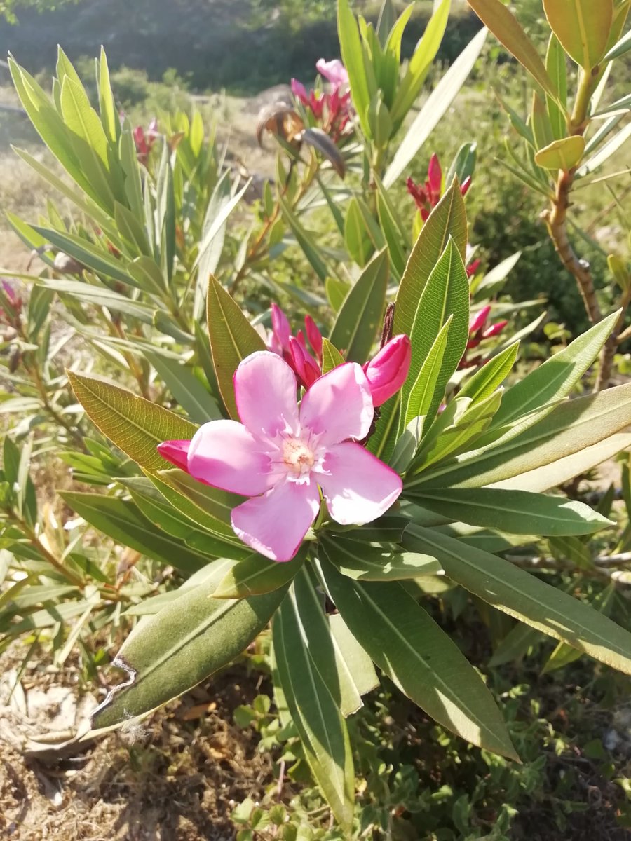 Seyymmaa0's tweet photo. 🌸🌺  #pembe #koku #zakkum  #çiçek #altın #altın mucize #umut https://t.co/0dUvFYE0wr