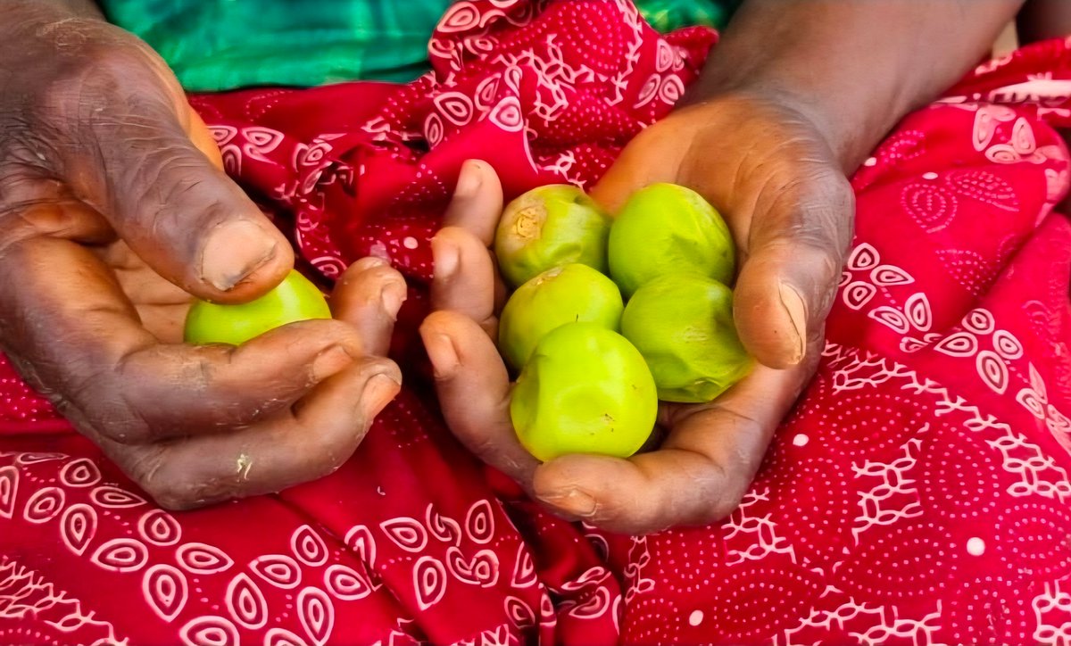 Dereal_ZAMI's tweet photo. Dear Mr President @JDMahama, 🇬🇭 I applaud the recent focus on the Shea sector via the TCDA. But while we talk about the "nut", we are ignoring the "gold" on the outside.

The shea fruit pulp is a nutritional powerhouse that could transform our food security and agro-processing industry. 

While the world wants our butter for skin, the savannah has used the fruit for survival. The pulp is sweet, rich in vitamin C, and packed with energy.

Currently, millions of tonnes go to waste.

Why are we throwing away a superfood that could fuel our schools and markets? 

@mofaghana @tcda_gh @nuongfaalong @shamimamuslim @AbeikuSantana @wode_maya @AmeyawDebrah @gyaigyimii @Muftawu_Nabila @Fentuo_ @UmaruSanda