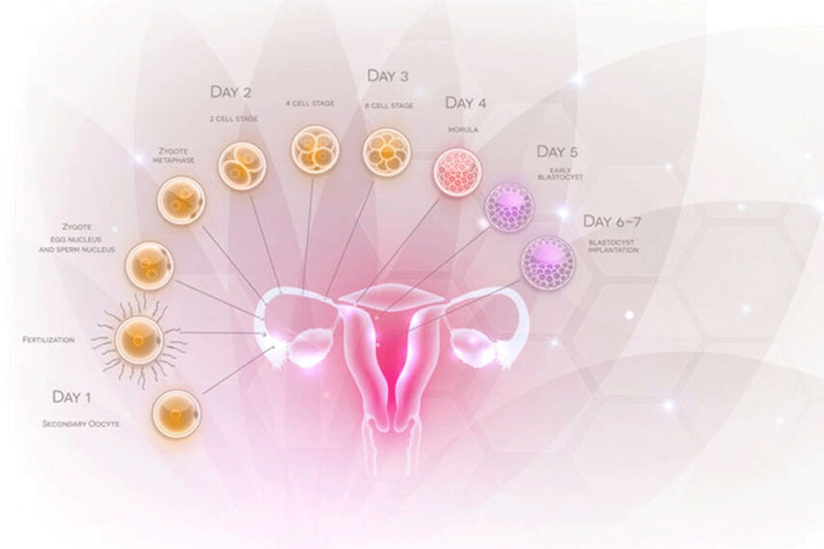 De menstruatiecyclus en zwanger worden

peuteren.nl/de-menstruatie…