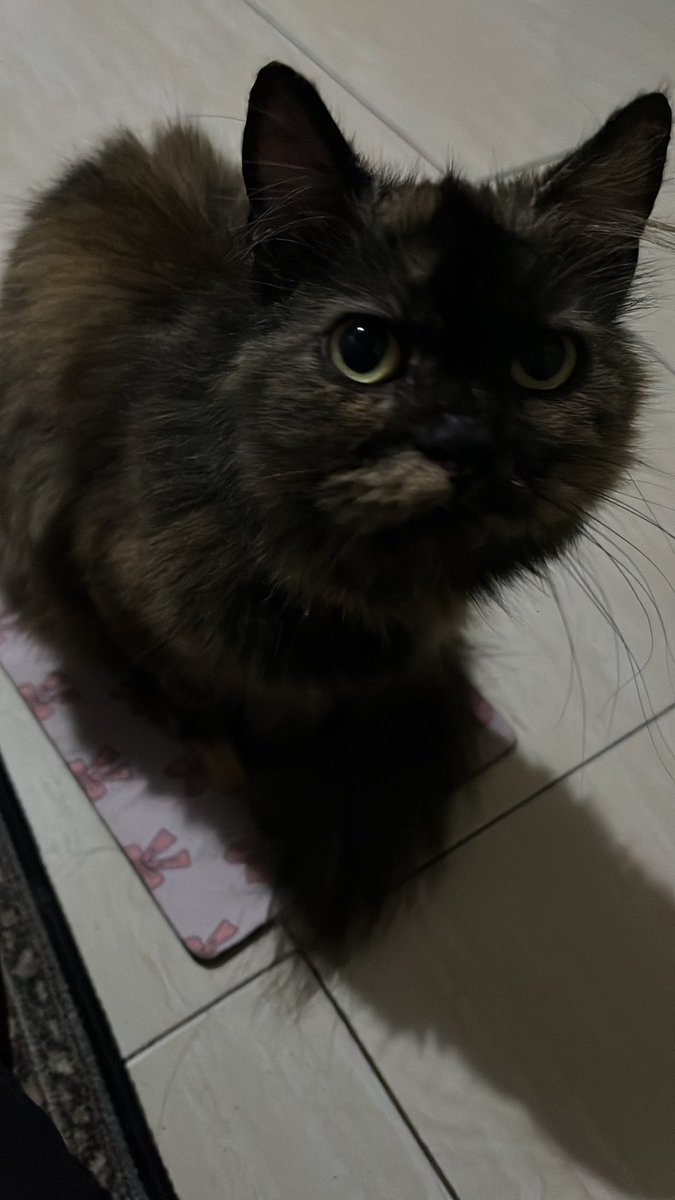 annaflyna tweet media