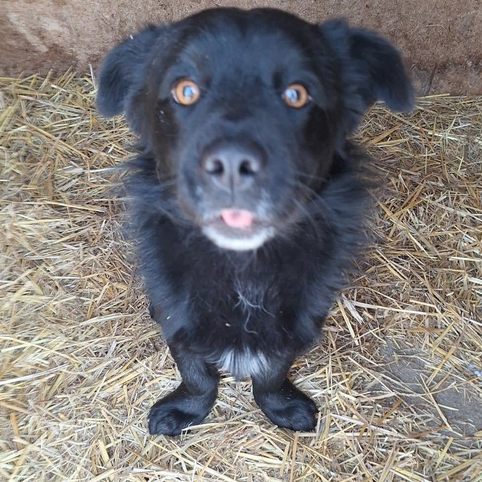 I have lucky boys and girls who can leave Romania behind later in the month. I have asked for a lot already this month (and it is only the 9th 😬) but I'm hoping you will get behind the dogs to give them the chance of their own families and great futures. Little street dog Stan