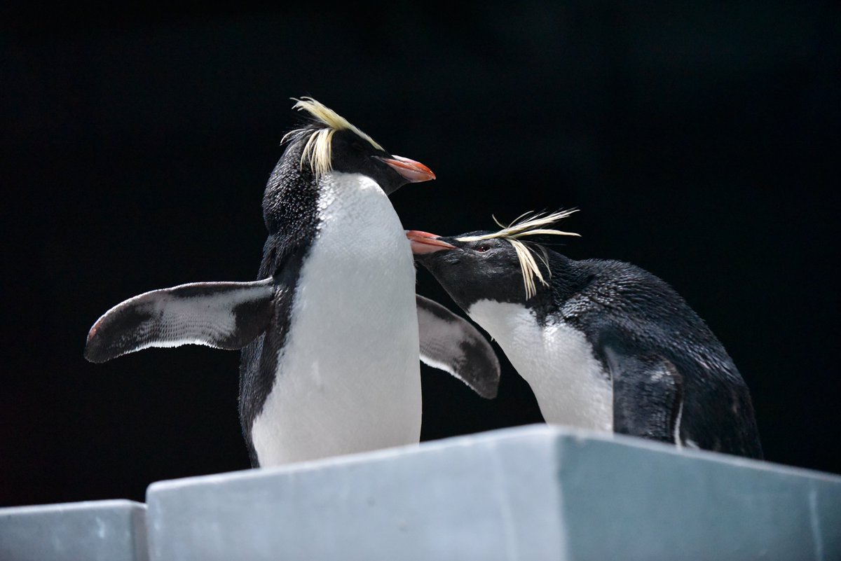 AOAO SAPPORO（アオアオ サッポロ） (@aoao_sapporo) / Highlights / X