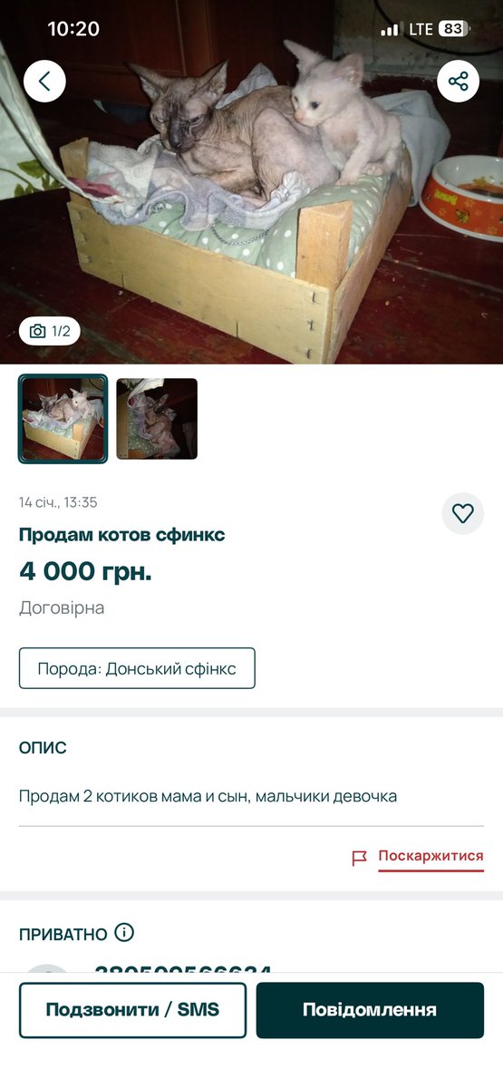 Їх треба терміново викупати в неї та лікувати. Тільки не пишіть поганого нічого їй бо закриє оголошення. 

Хто займеться котиками? Хто візьме до себе в Київ під мій віддалений нагляд та прилаштування?