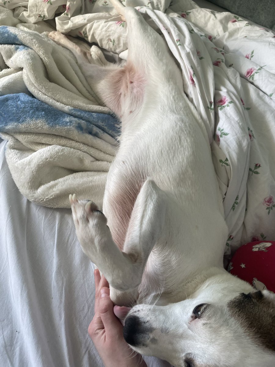 у собачки смішно виліняла шерсть, тепер під пахвами і на пузі якась рожева замість білої