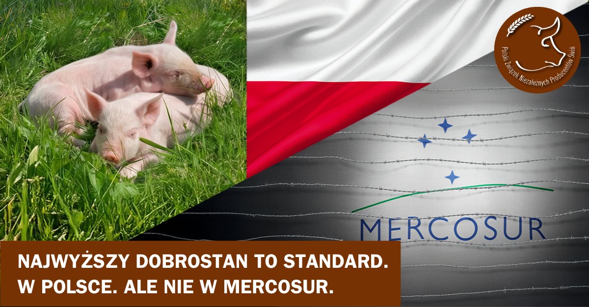 Polski Związek Niezależnych Producentów Świń tweet media